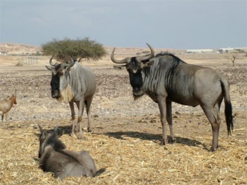 קודוס בחוות האנטילופות